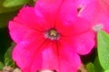 Cranesbill Blossom Bloom Pink flower macro close up photo Royalty Free Stock Photo