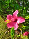 Hibiscus rosa-sinensis picture with lawn garden as background