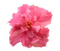 HIBISCUS ROSA SINENSIS Royalty Free Stock Photo