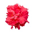 Hibiscus rosa-sinensis red flower, known as Chinese hibiscus, China rose, Hawaiian hibiscus, shoeblackplant Royalty Free Stock Photo