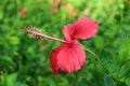 Hibiscus rosa-sinensis Royalty Free Stock Photo