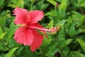 Hibiscus rosa-sinensis Royalty Free Stock Photo