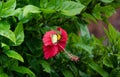 Hibiscus rosa-sinensis or rose of China, cayenne, poppy and hibiscus, evergreen shrub of the Malvaceae family, originally from Eas