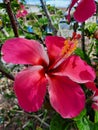 Hibiscus rosa-sinensis, is a species of trophical hibiscus, a flowering plant in the Hibisceae tribe of the family Malvaceae.