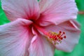 Hibiscus Rosa-sinensis Tropical Flower Close up Floral Background