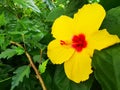 Hibiscus rosa-sinensis - yellow chinese rose