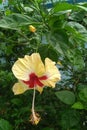 Hibiscus Rosa sinesis or the Chinese rose Royalty Free Stock Photo