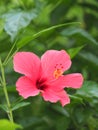 Hibiscus Rosa Sinesis Royalty Free Stock Photo