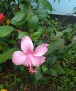 Hibiscus Rosa sinesis pink in color Royalty Free Stock Photo