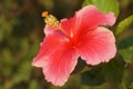 A image of Chinese Hibiscus.