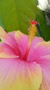 Hibiscus rosa
