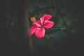 hibiscus rose, China rose, Hawaiian hibiscus, rose mallow flower in the garden, selective focus