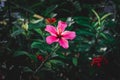 hibiscus rose, China rose, Hawaiian hibiscus, rose mallow, flower in the garden