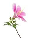 Hibiscus or rose mallow flower with leaves, Tropical pink flower isolated on white background, with clipping path Royalty Free Stock Photo