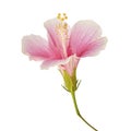 Hibiscus or rose mallow flower, Tropical pink flower isolated on white background, with clipping path Royalty Free Stock Photo