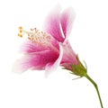 Hibiscus or rose mallow flower, Tropical pink flower isolated on white background, with clipping path