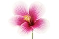 Hibiscus or rose mallow flower, Tropical pink flower isolated on white background, with clipping path Royalty Free Stock Photo