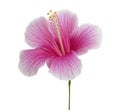 Hibiscus or rose mallow flower, Tropical pink flower isolated on white background, with clipping path Royalty Free Stock Photo