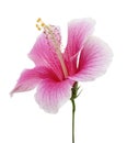 Hibiscus or rose mallow flower, Tropical pink flower isolated on white background, with clipping path Royalty Free Stock Photo