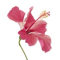 Hibiscus or rose mallow flower, Tropical pink flower isolated on white background, with clipping path Royalty Free Stock Photo