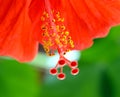 Hibiscus (rose-mallow)