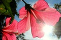 Hibiscus, rose mallow Sunshine blue sky tree view