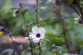 Hibiscus sabdariffa beautiful white and dark purple petal flowers in bloom, tropical rose of sharon flowering plant Royalty Free Stock Photo