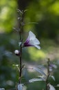 Hibiscus sabdariffa beautiful white and dark purple petal flowers in bloom, tropical rose of sharon flowering plant Royalty Free Stock Photo