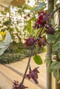 Red Roselle fruit flower in vegetable garden Royalty Free Stock Photo