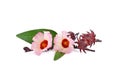 Hibiscus sabdariffa or roselle flower on white