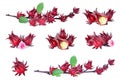 Hibiscus sabdariffa or roselle fruits Royalty Free Stock Photo