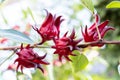 Hibiscus sabdariffa or Roselle plant Royalty Free Stock Photo