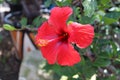 Hibiscus sabdariffa