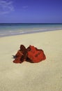 Hibiscus on the sand Royalty Free Stock Photo