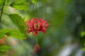 Hibiscus schizopetalus beautiful pink orange flowers in bloom, ornamental amazing flowering plant, hanging flower Royalty Free Stock Photo