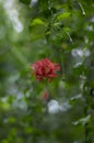 Hibiscus schizopetalus beautiful pink orange flowers in bloom, ornamental amazing flowering plant, hanging flower Royalty Free Stock Photo