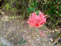 Hibiscus schizopetalus in bloom and in the wind