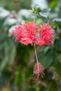 Hibiscus schizopetalus Royalty Free Stock Photo