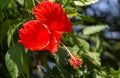 Hibiscus Scientific name: Hibiscus rosa-sinensis