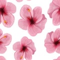 Hibiscus seamless pattern on an isolated white background. Tropical pink flower. Summer time. Raster illustration in style of Royalty Free Stock Photo