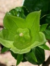 Hibiscus seed pod