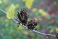 Hibiscus seeds emerging from seed pods with Niesthrea louisianica bugs Royalty Free Stock Photo