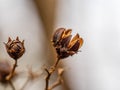 Brown Hibiscus seeds in winter Royalty Free Stock Photo
