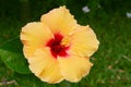 Hibiscus - Shoe Flower Yellow Royalty Free Stock Photo