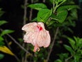 Hibiscus shot at night 