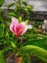 Hibiscus shot on samsung galaxy m21