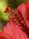 Hibiscus Stamen Royalty Free Stock Photo