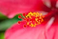 Hibiscus' stamen Royalty Free Stock Photo
