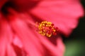 HIBISCUS STAMEN Royalty Free Stock Photo