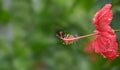 Hibiscus stamen